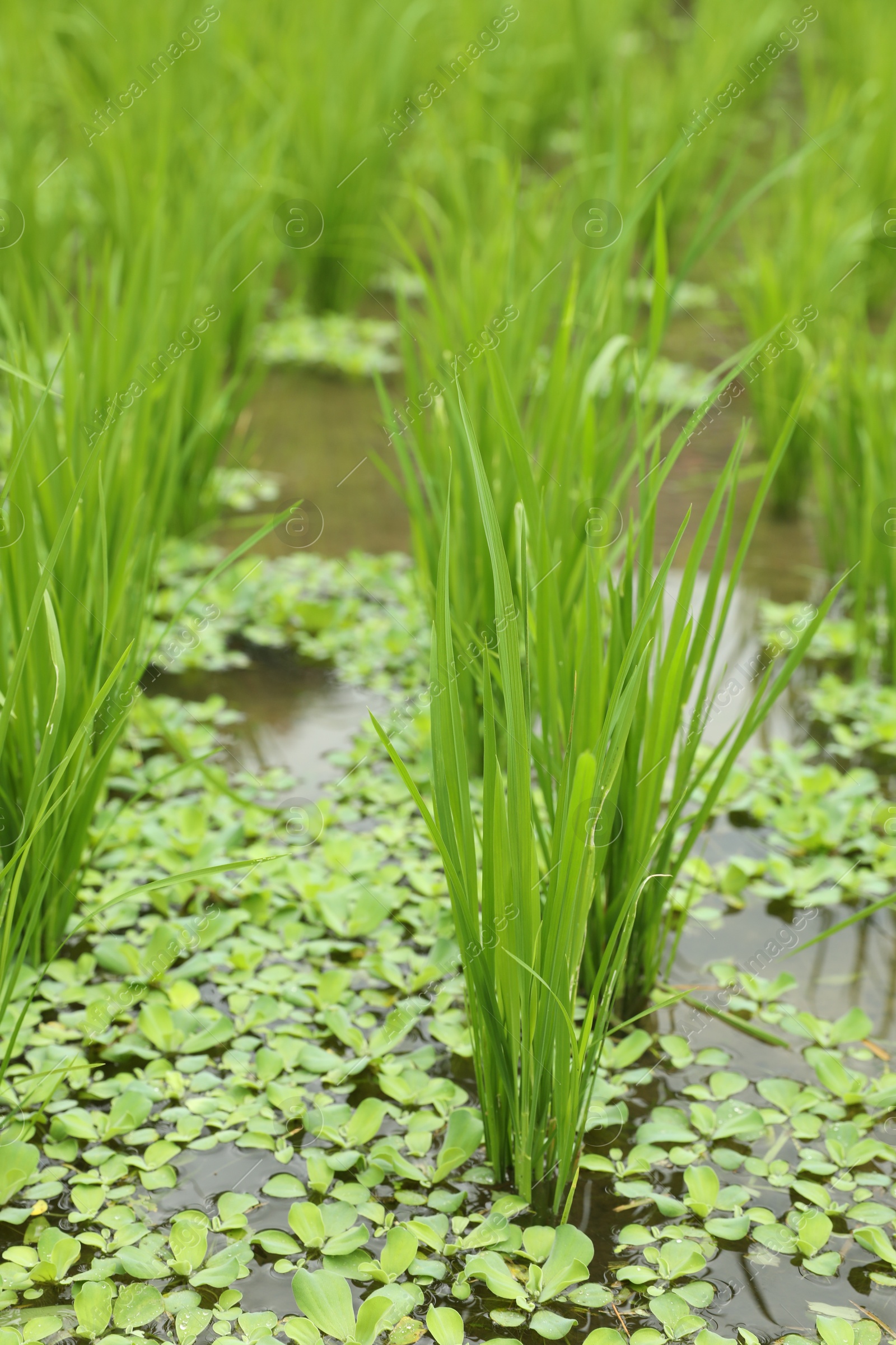 Rice plants ripening in paddy field, closeup Photo of Rice plants ripening in paddy field, closeup
