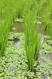 Photo of Rice plants ripening in paddy field, closeup