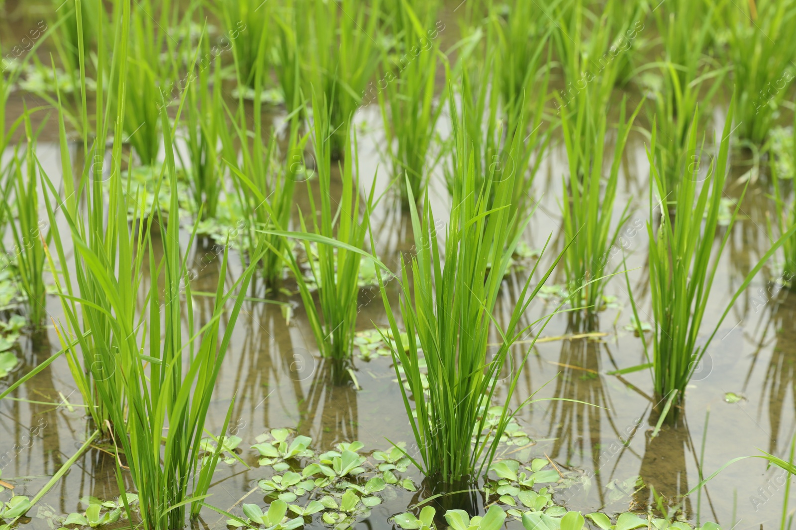 Rice plants ripening in paddy field, closeup Photo of Rice plants ripening in paddy field, closeup