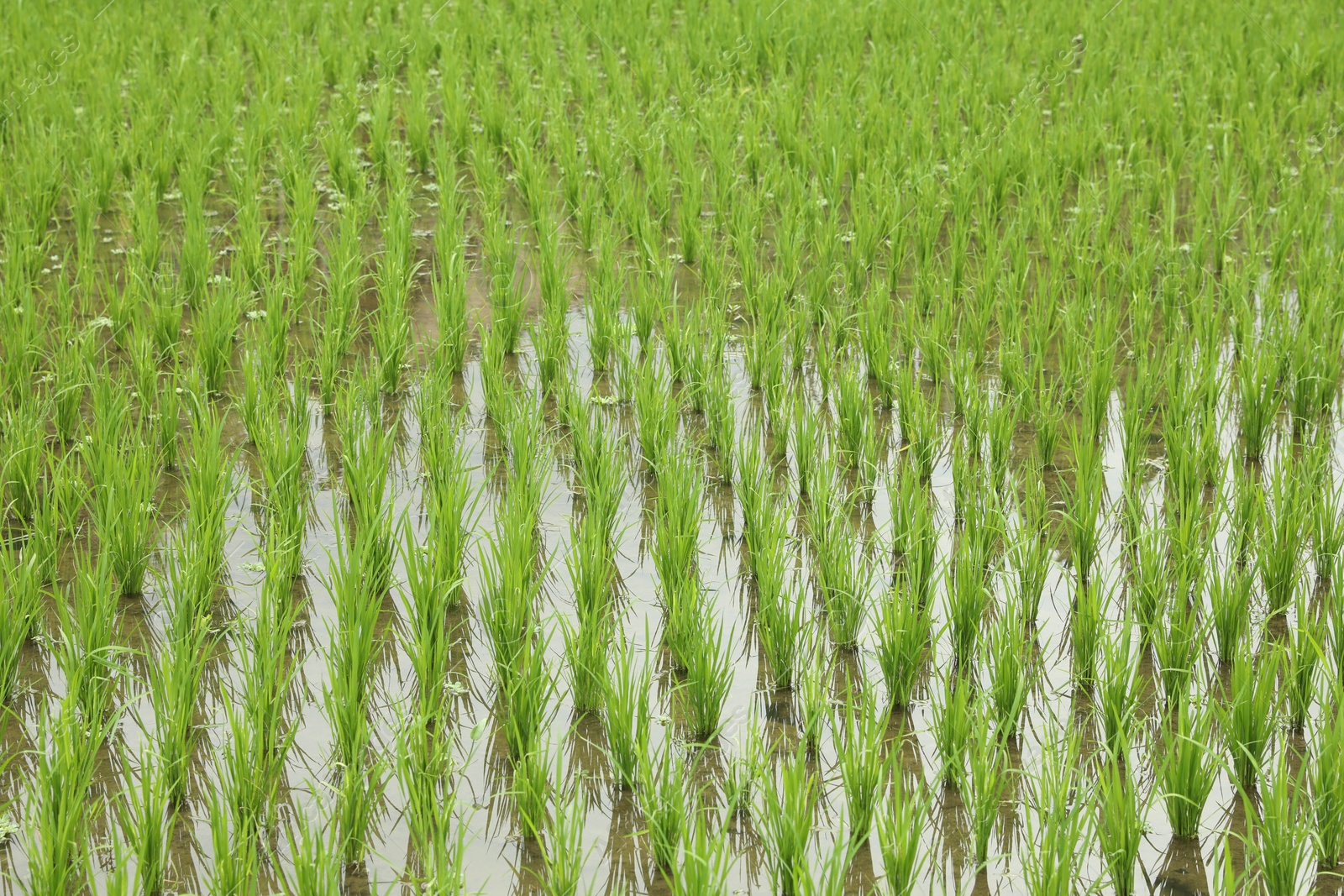 Rice plants ripening in paddy field, closeup Photo of Rice plants ripening in paddy field, closeup