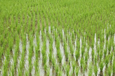 Photo of Rice plants ripening in paddy field, closeup
