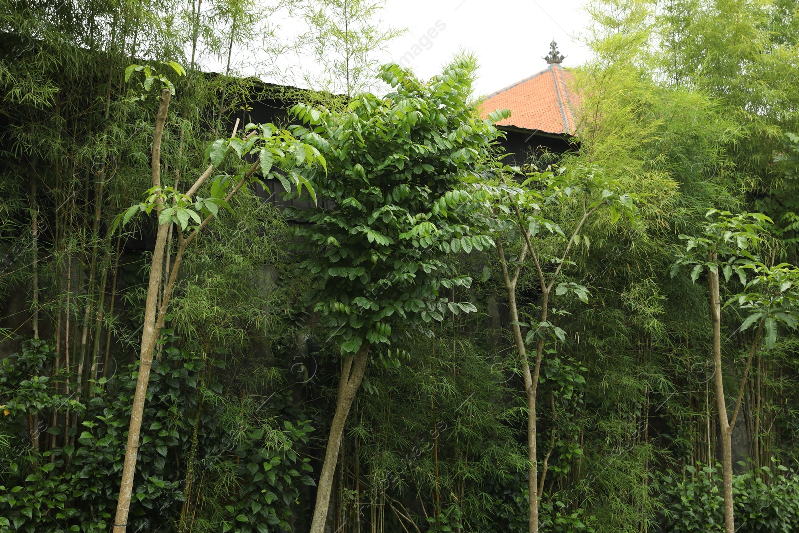 Different beautiful tropical plants growing in park Photo of Different beautiful tropical plants growing in park