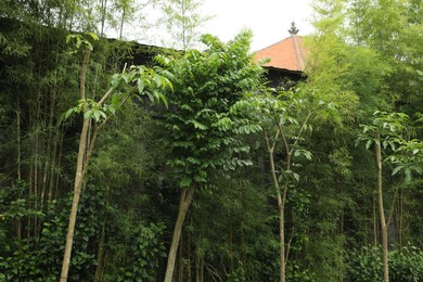 Photo of Different beautiful tropical plants growing in park