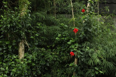 Photo of Different tropical plants growing in garden, closeup