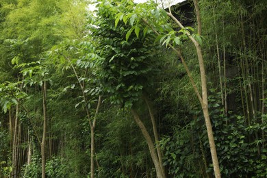 Photo of Different beautiful tropical plants growing in park