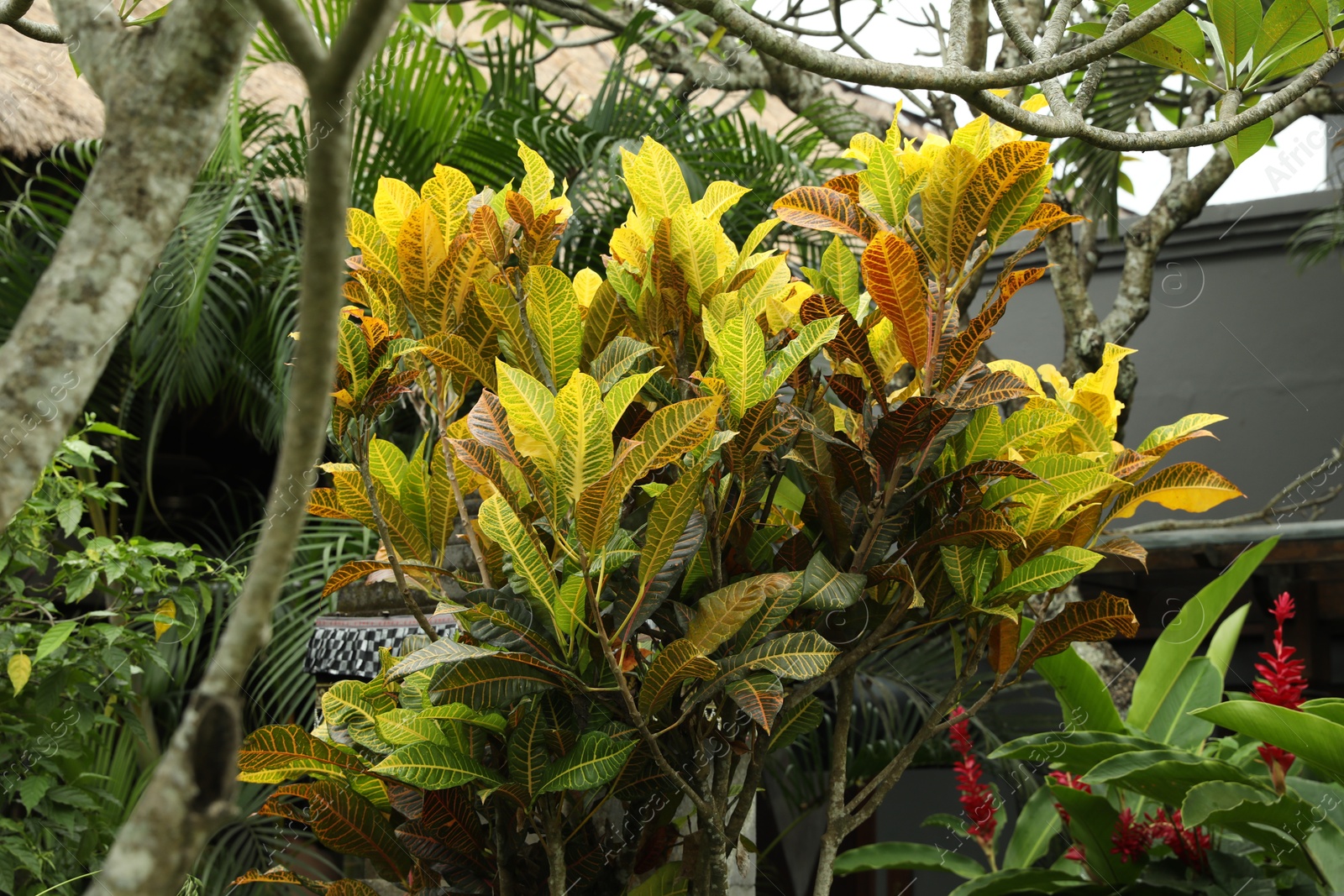 Plants with beautiful leaves growing outdoors, closeup Photo of Plants with beautiful leaves growing outdoors, closeup