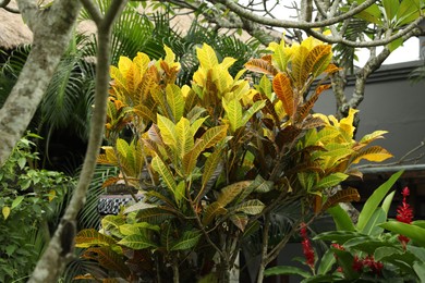 Photo of Plants with beautiful leaves growing outdoors, closeup