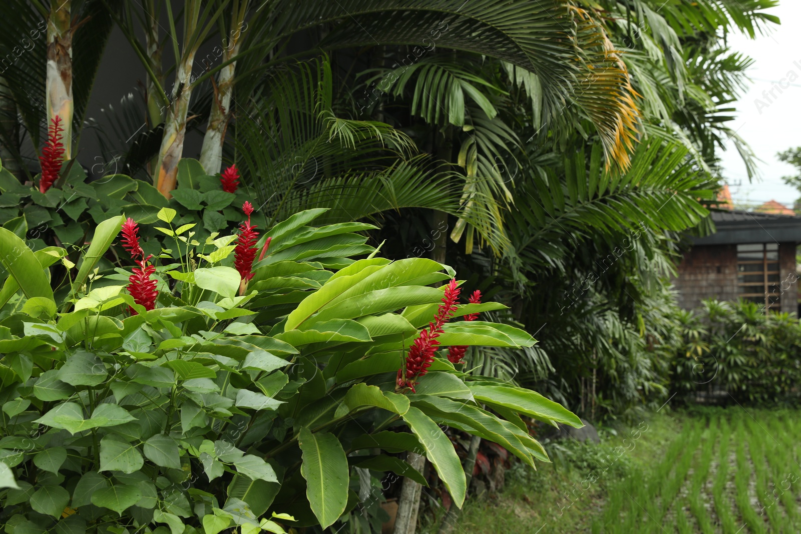 Beautiful red ginger flowers growing in garden Photo of Beautiful red ginger flowers growing in garden