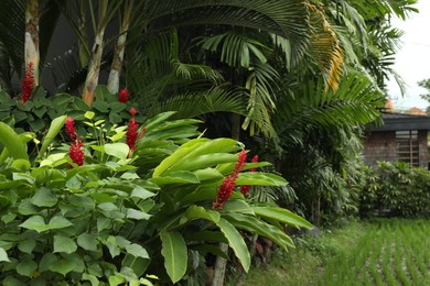 Photo of Beautiful red ginger flowers growing in garden
