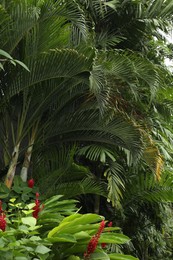 Photo of Different beautiful tropical plants growing in park, closeup