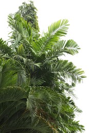 Photo of Palm tree with green leaves growing outdoors, closeup