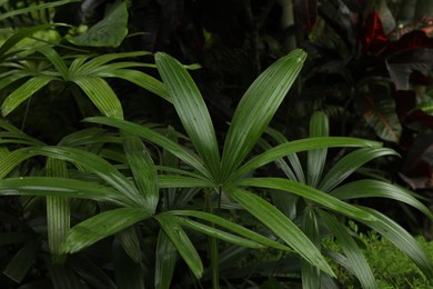 Photo of Plants with beautiful leaves growing outdoors, closeup