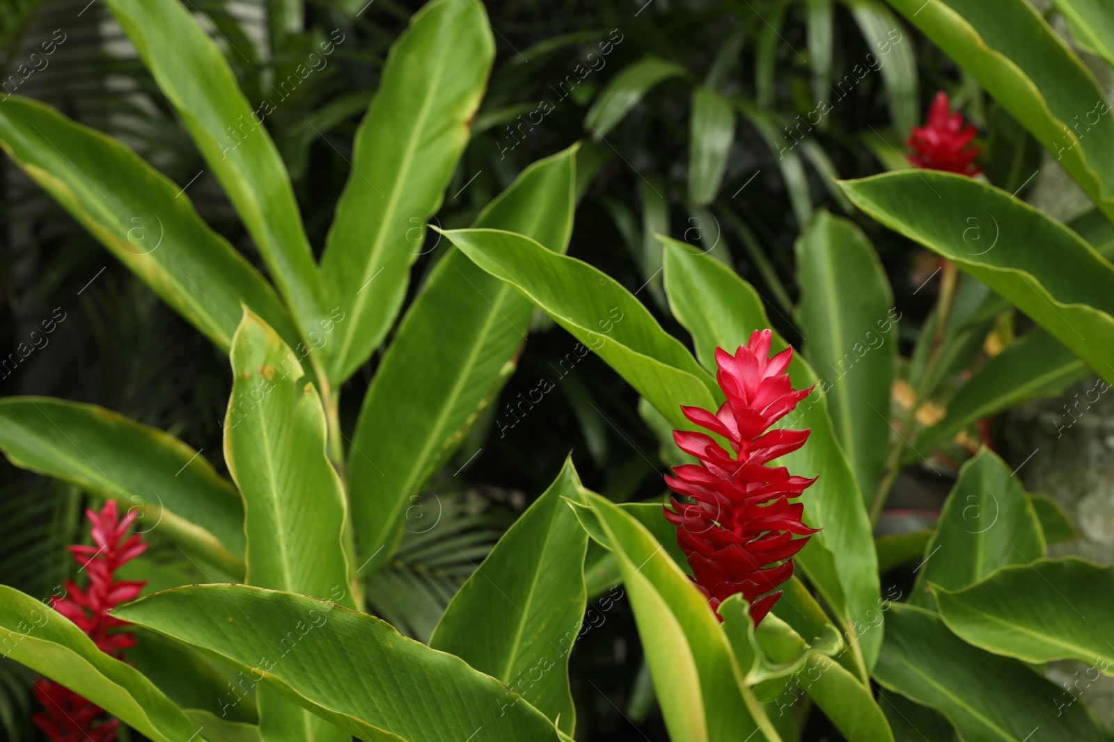Beautiful red ginger flowers growing in garden, closeup Photo of Beautiful red ginger flowers growing in garden, closeup