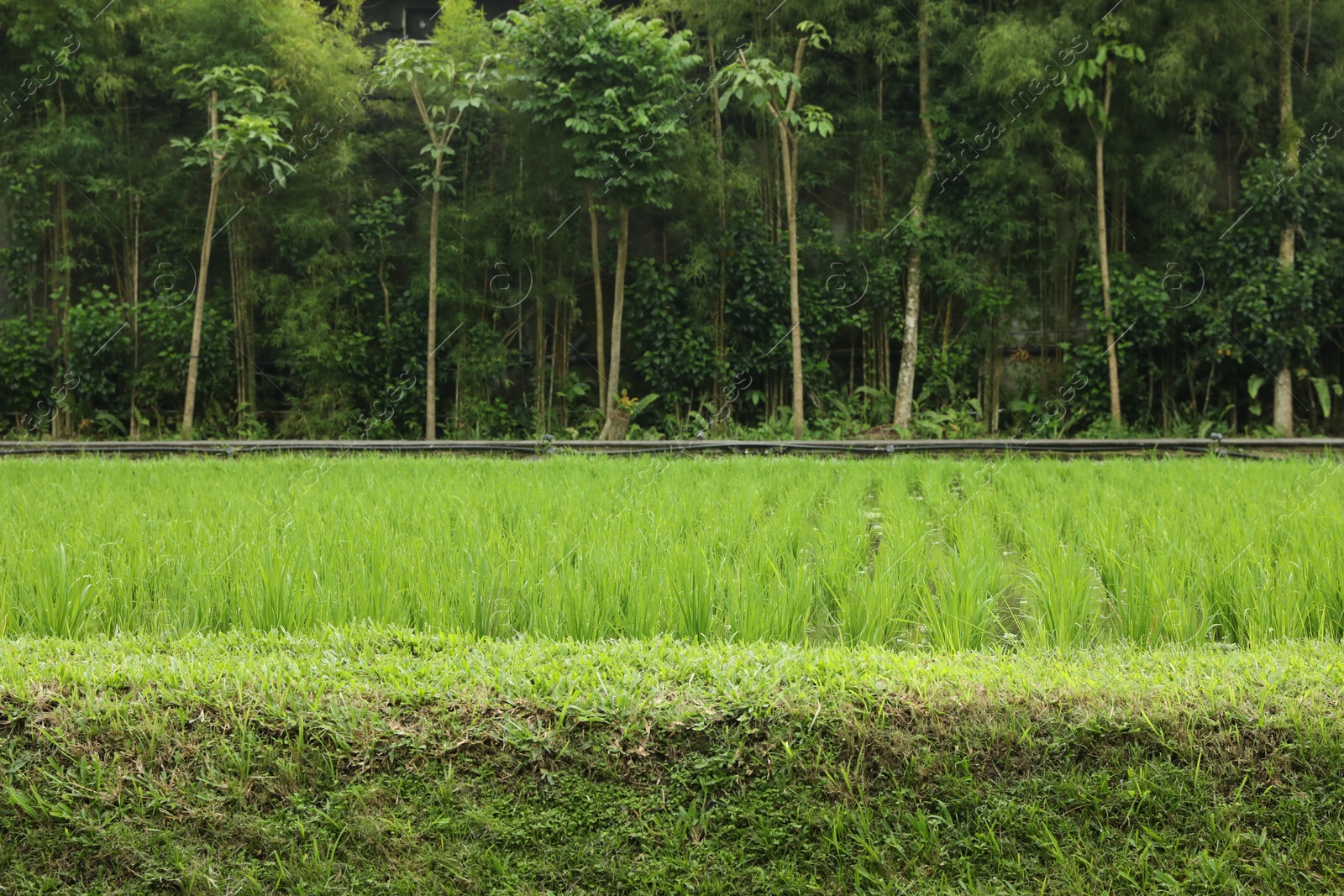 Rice plants ripening in paddy field on sunny day Photo of Rice plants ripening in paddy field on sunny day
