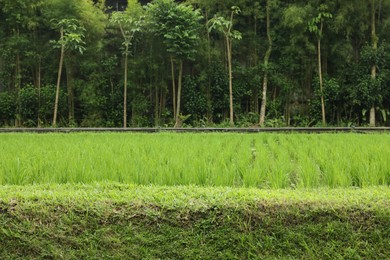 Photo of Rice plants ripening in paddy field on sunny day