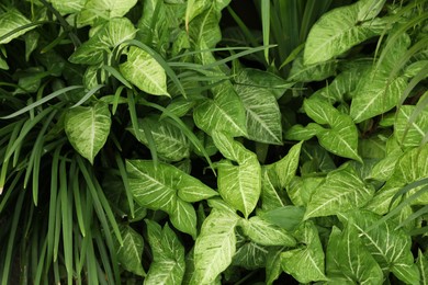 Photo of Plants with beautiful leaves growing outdoors, closeup