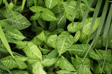 Photo of Plants with beautiful leaves growing outdoors, closeup
