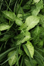 Photo of Plants with beautiful leaves growing outdoors, closeup