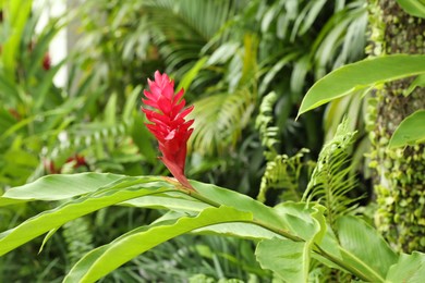 Photo of Beautiful red ginger flower growing in garden, closeup