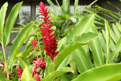 Photo of Beautiful red ginger flowers growing in garden, closeup