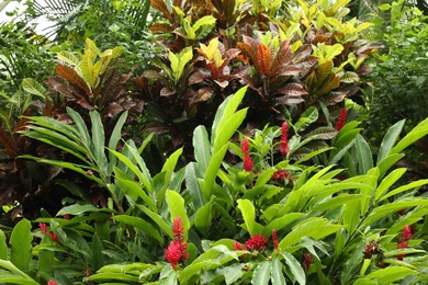 Photo of Beautiful red ginger flowers growing in garden