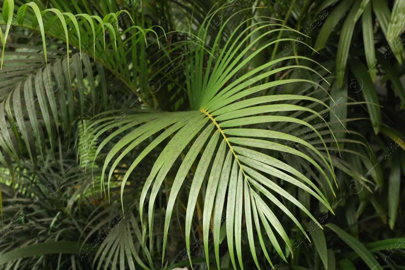 Palm tree with green leaves growing outdoors, closeup Photo of Palm tree with green leaves growing outdoors, closeup