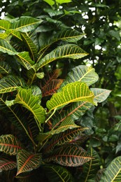 Photo of Plants with beautiful leaves growing outdoors, closeup