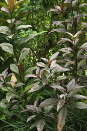 Photo of Plants with beautiful leaves growing outdoors, closeup