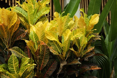 Photo of Plants with beautiful leaves growing outdoors, closeup