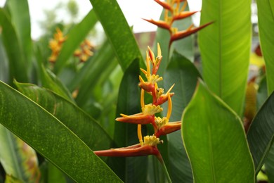 Photo of Beautiful parrot's beak flower growing in garden, closeup
