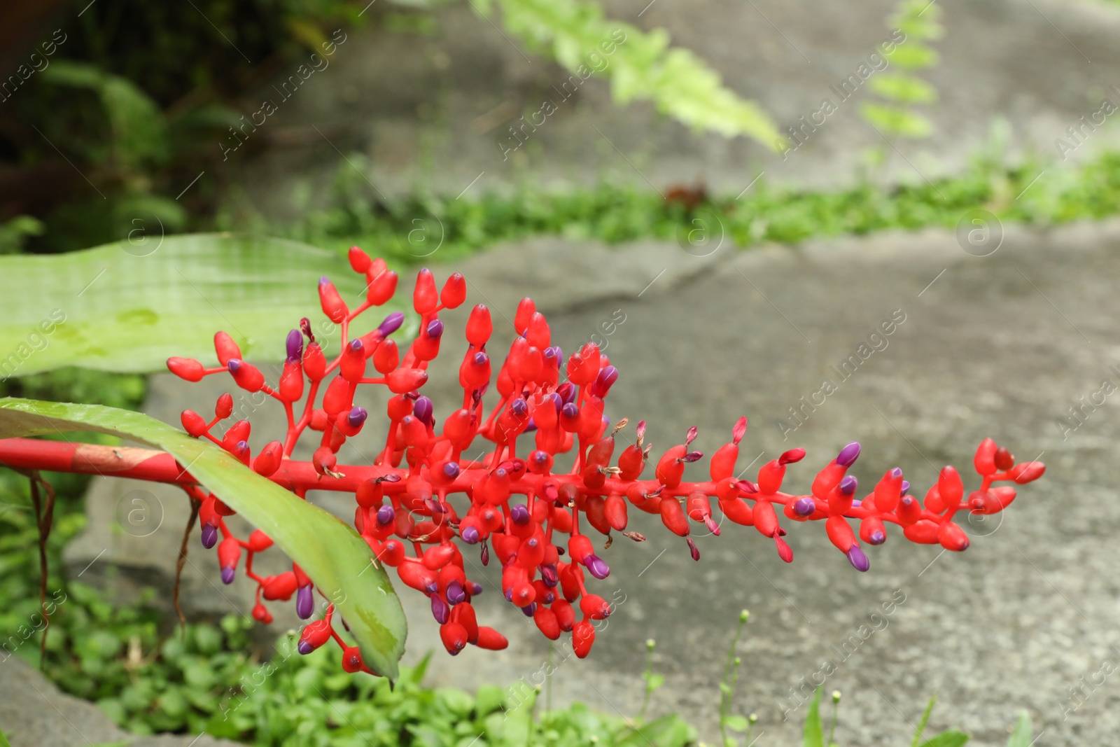 Beautiful red aechmea flower growing outdoors, closeup Photo of Beautiful red aechmea flower growing outdoors, closeup