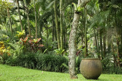 Photo of Different beautiful tropical plants growing in park