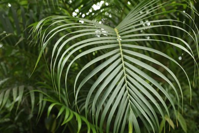 Photo of Palm tree with green leaves growing outdoors, closeup