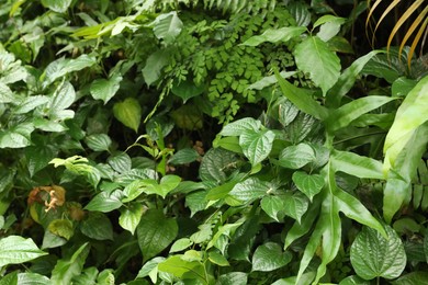 Photo of Plants with beautiful leaves growing outdoors, closeup