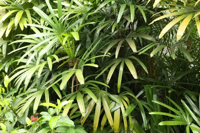 Photo of Plants with beautiful leaves growing outdoors, closeup
