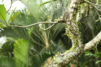 Photo of Plants with beautiful leaves growing outdoors, closeup