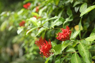 Photo of Chinese ixora plant with beautiful flowers growing in garden, closeup
