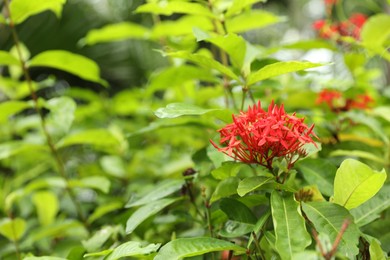 Photo of Chinese ixora plant with beautiful flower growing in garden, closeup