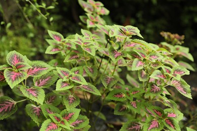 Photo of Plants with beautiful leaves growing outdoors, closeup