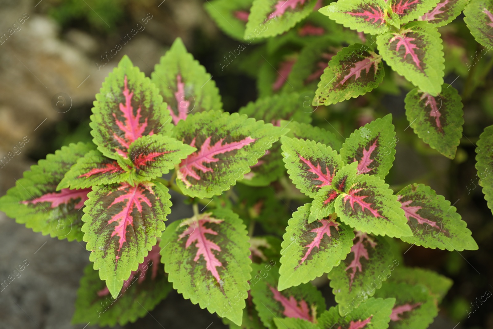 Photo of Plants with beautiful leaves growing outdoors, closeup