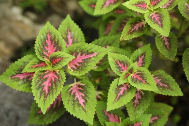 Photo of Plants with beautiful leaves growing outdoors, closeup