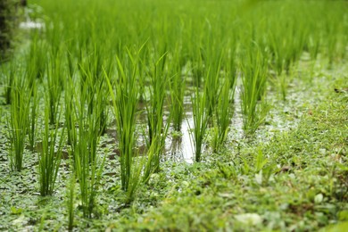 Photo of Rice plants ripening in paddy field, closeup