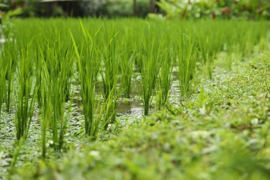 Photo of Rice plants ripening in paddy field, closeup
