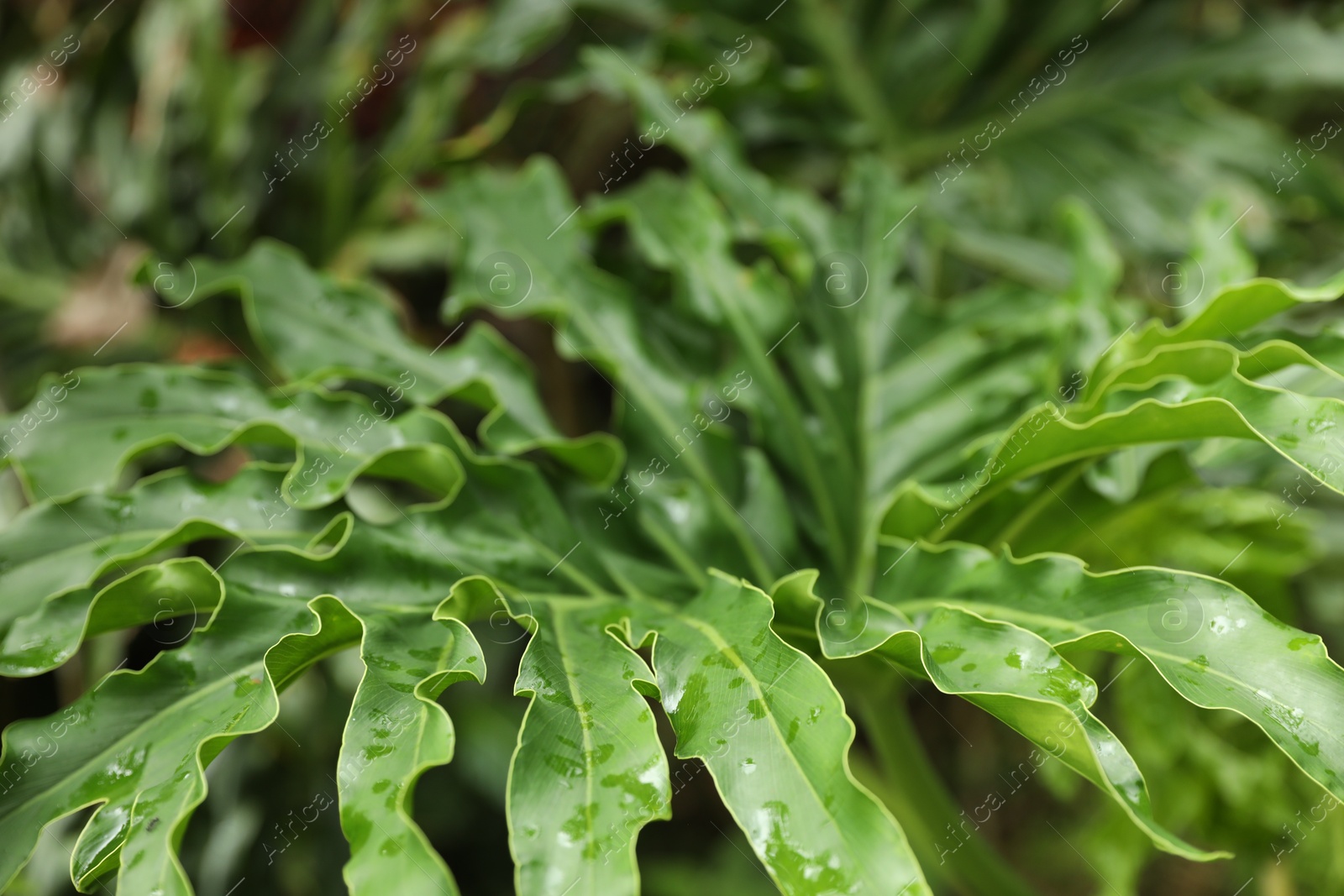 Plants with beautiful leaves growing outdoors, closeup Photo of Plants with beautiful leaves growing outdoors, closeup