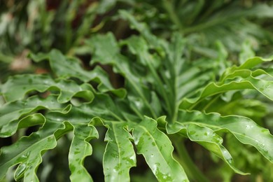 Photo of Plants with beautiful leaves growing outdoors, closeup