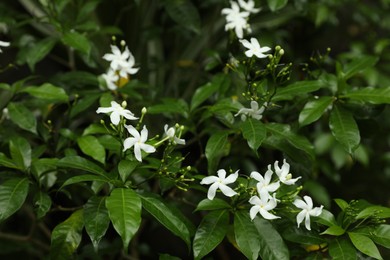 Photo of Beautiful pinwheel flowers growing in garden, closeup