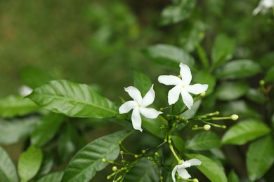 Photo of Beautiful pinwheel flowers growing in garden, closeup