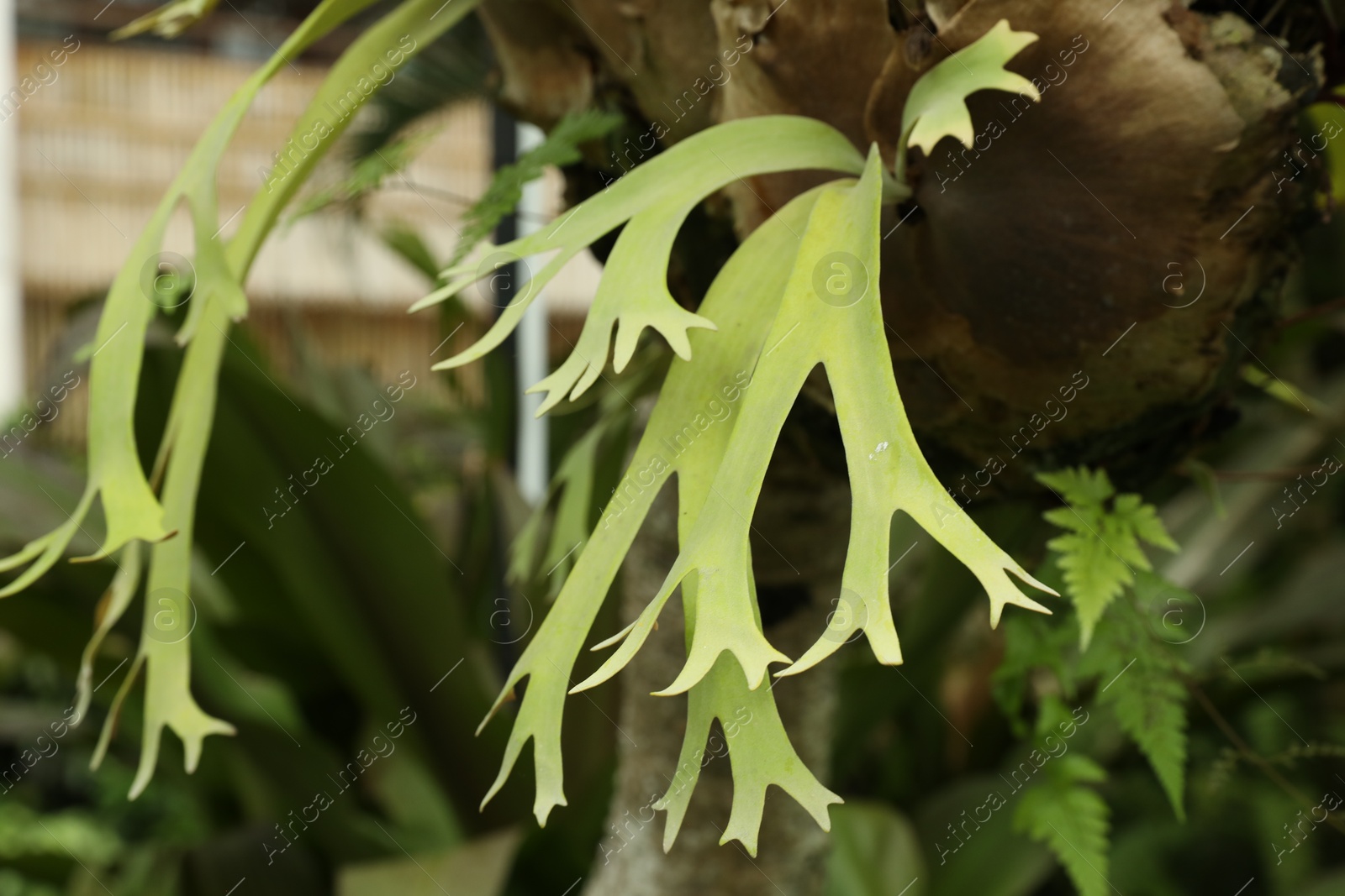Plants with beautiful leaves growing outdoors, closeup Photo of Plants with beautiful leaves growing outdoors, closeup