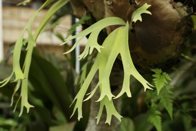 Photo of Plants with beautiful leaves growing outdoors, closeup