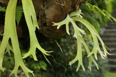 Photo of Plants with beautiful leaves growing outdoors, closeup